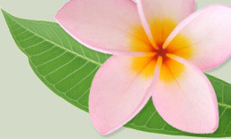 Maui health
